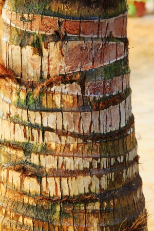 closeup of photo, palm trunk texture in the wildの写真素材