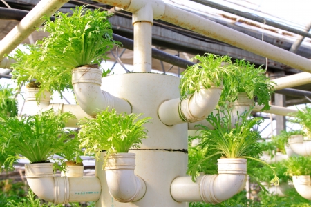 Lettuce soilless cultivation of three dimensional pipeline, Qinhuangdao, Chinaのeditorial素材