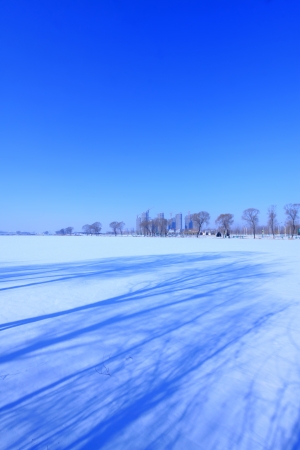shadow of the trees on the glacier, in winter, north Chinaの写真素材