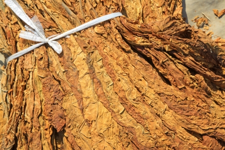 closeup of photo, dry tobacco leaves in the market, north chinaの写真素材