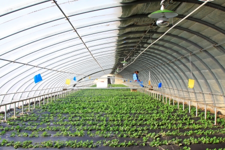 Luannan, November 28, 2012  A female workers were operating equipment implementation of foliar fertilization, in a digital control in the greenhouse, November 28, 2012, Luannan, china のeditorial素材