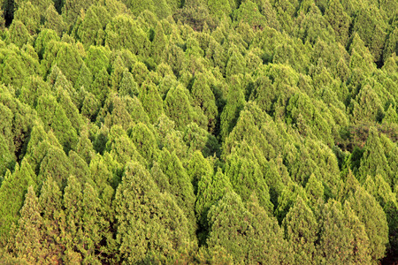 dense pine in a nursery 