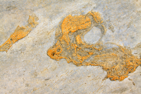 Surface texture of rocks, closeup of photoの写真素材