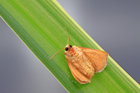 moth on green leaf in the wild, closeup of photoの写真素材