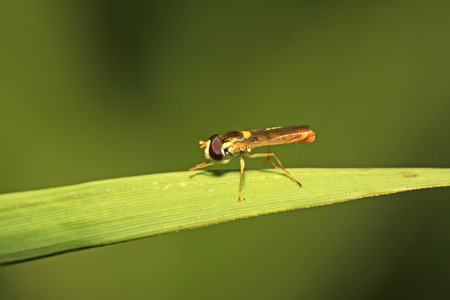 syrphidae gather nectar from flowers 