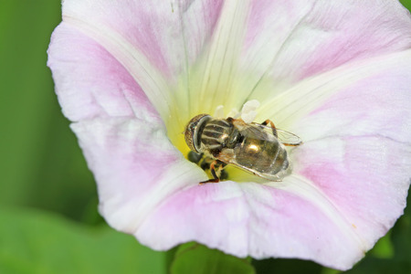 syrphidae gather nectar from flowers 
