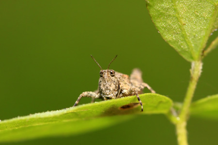 a kind of orthoptera insects locust in the wild