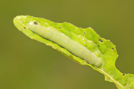 green meat worm on leaf in the wildの写真素材