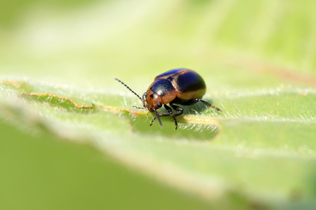 beetle on green leaf in the wild, north china