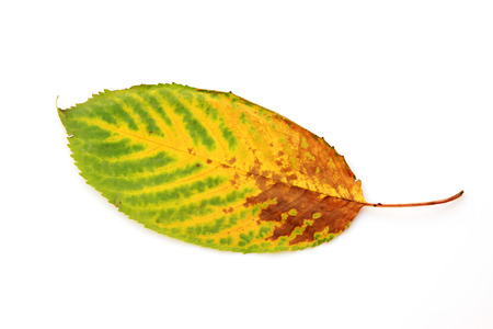 cherry leaves in an white background, closeup of photo