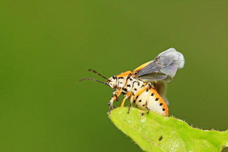 stinkbug on green leaf in the wild natural state 