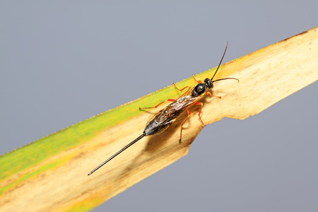 ichneumon wasp on green leaf in the wild, closeup of picturesの写真素材