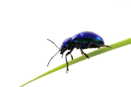beetle on green leaf in a white backgroundの写真素材