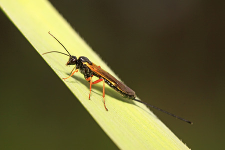ichneumon wasp on green leaf in the wild, closeup of picturesの写真素材