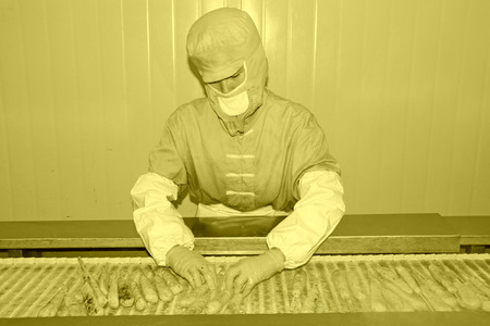 workers in the food processing production line in a factory, north china