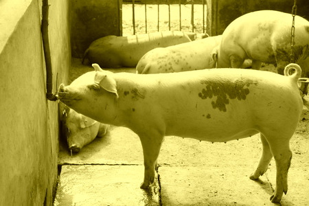 Pigs in the farm