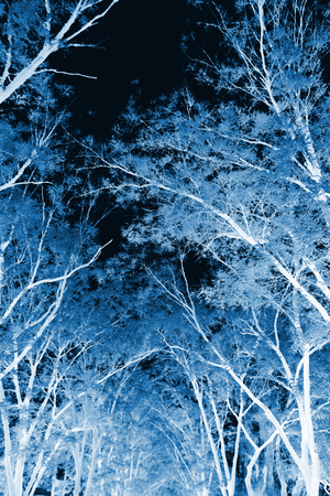 pagoda tree under the sky の写真素材