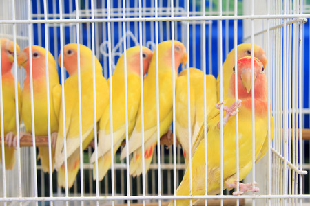 yellow parrot in a cage on the market, closeup of photoの写真素材