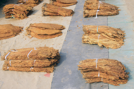 yellow dry tobacco leaves, closeup of photoの写真素材