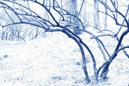 Dry trees landscape in the snow in the Old summer palace ruins park, Beijing, Chinaの写真素材