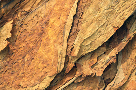 yellow dry tobacco leaves, closeup of photo
