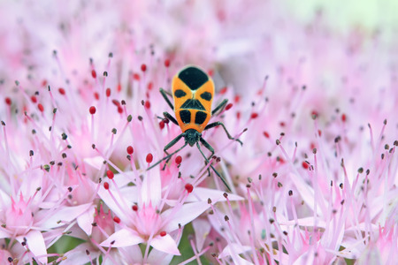 stinkbug on the pink flowers, closeup of photoの写真素材