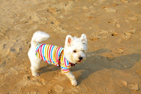 Pet dog -- West highland white terrier, closeup of photoの写真素材