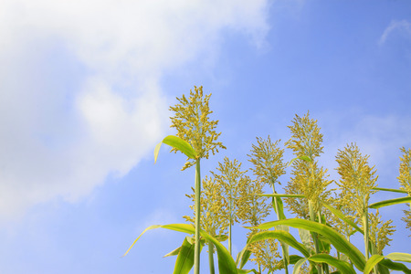 Sorghum panicle feature, closeup of photoの写真素材