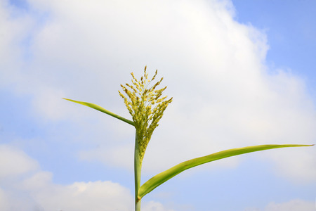 Sorghum panicle feature, closeup of photoの写真素材