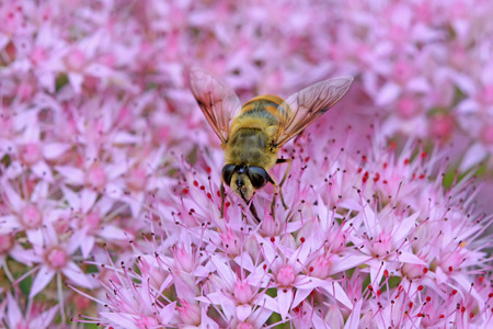 syrphidae insects on green leaf in the wildの写真素材