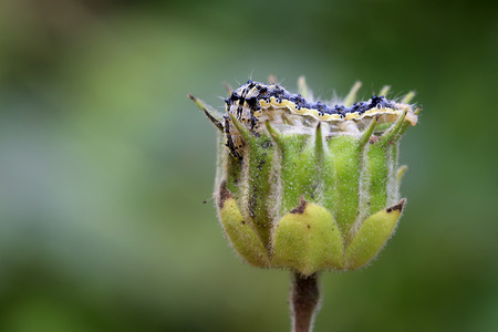 butterfly larvae on abutilon fruit, closeup of photoの写真素材