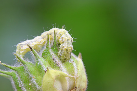 butterfly larvae on abutilon fruit, closeup of photoの写真素材