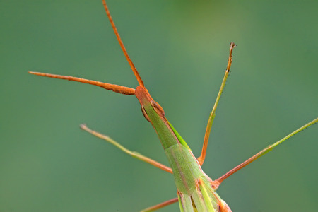 locust on green leaf in the wildの写真素材