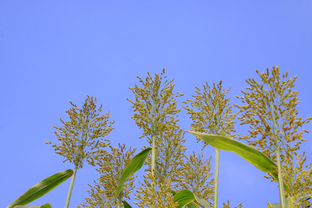 Sorghum panicle feature, closeup of photoの写真素材