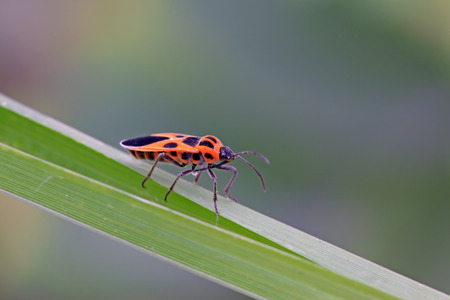 stinkbug on the green leaf, closeup of photoの写真素材