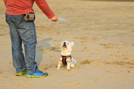 Pet dog -- West highland white terrier, closeup photoのeditorial素材