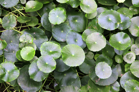round green leaves, closeup photo