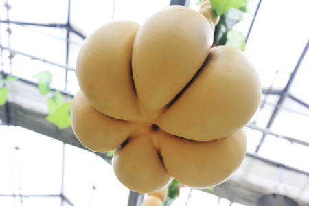 deformation gourd, closeup of photoの写真素材