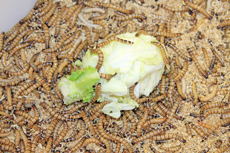 Yellow powder insect, closeup of photo