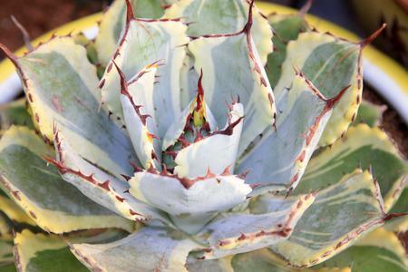 Agave plants, closeup of photoの写真素材