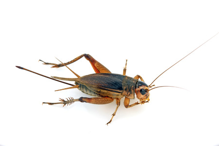 cricket in a white background, closeup of photoの写真素材