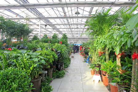 TANGSHAN CITY -  NOVEMBER 30: Flower market internal landscape, on November 30, 2014, Tangshan City, Hebei province, Chinaのeditorial素材