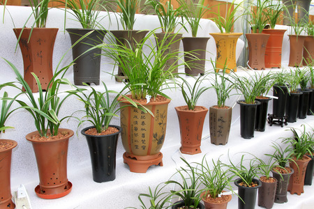 Orchid miniascape in the flower shop, closeup of photoのeditorial素材