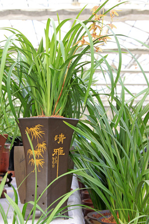 Orchid miniascape in the flower shop, closeup of photoのeditorial素材