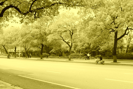 greening tree in the street, south Chinaのeditorial素材