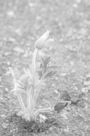 Wild plant in Baiyang Valley, Qian'an City, Hebei Province, China