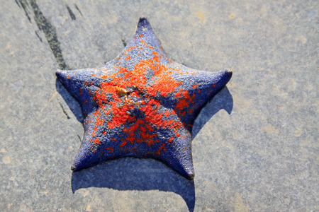 Starfish on the ground, closeup of photoの写真素材