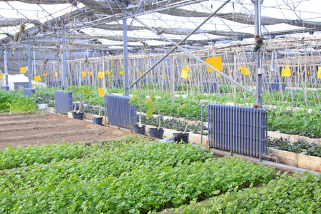 seedlings and heating equipment in a botanical garden, closeup of photoのeditorial素材
