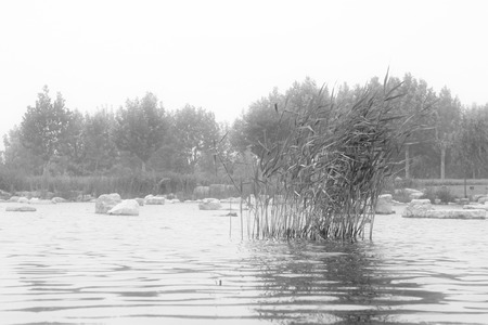 Water rock landscape in a park, chinaの写真素材