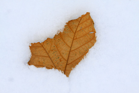 Yellow leaves in the snow, closeup of photoの写真素材